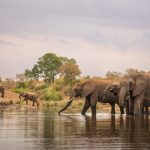 Elephants at a waterhole during the dry season, the best time to visit Kruger National Park