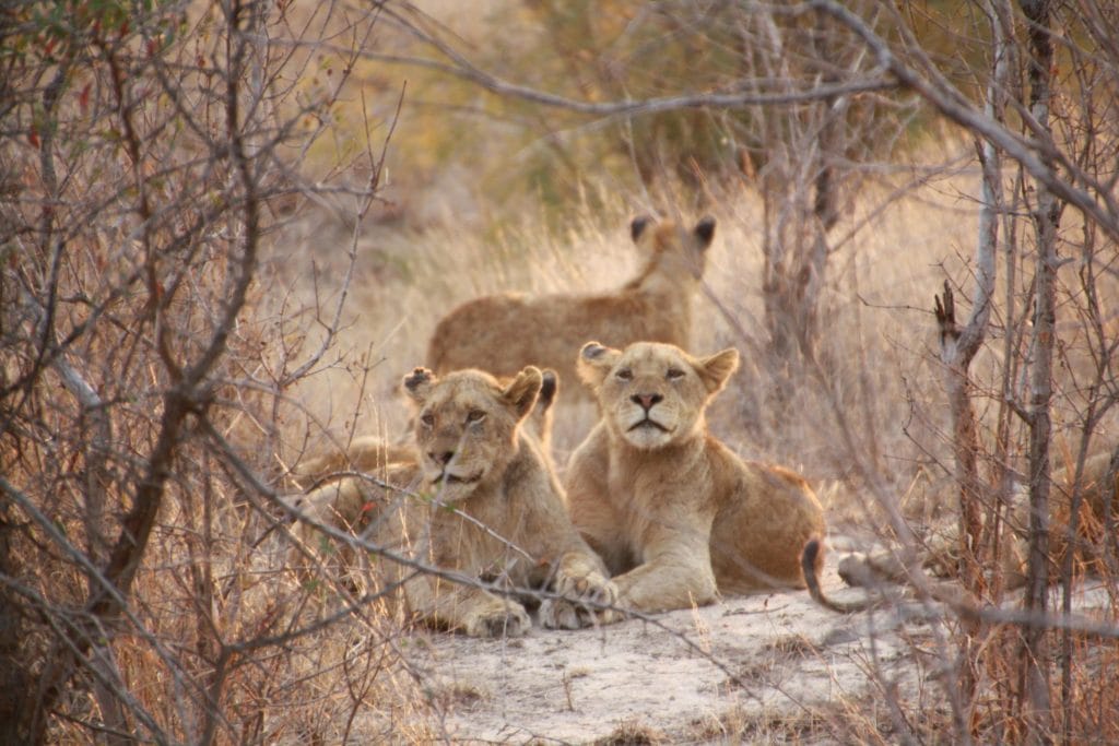 Kruger National Park Big 5 Photo Safari | 2 Nights 3 Days