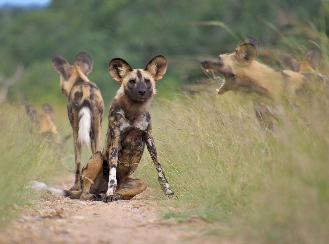 African wild dogs on safari in Kruger National Park