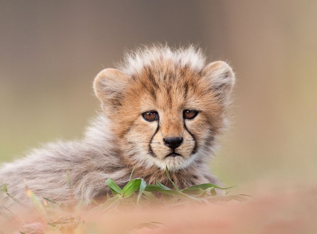 Cheetah cub in the green season in Kruger