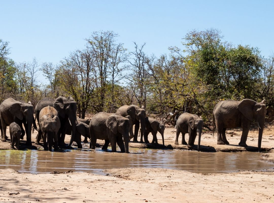 Elephants gathering at a Kruger waterhole in winter