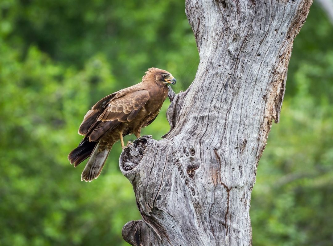Bateleur eagle in Kruger National Park during the dry season
