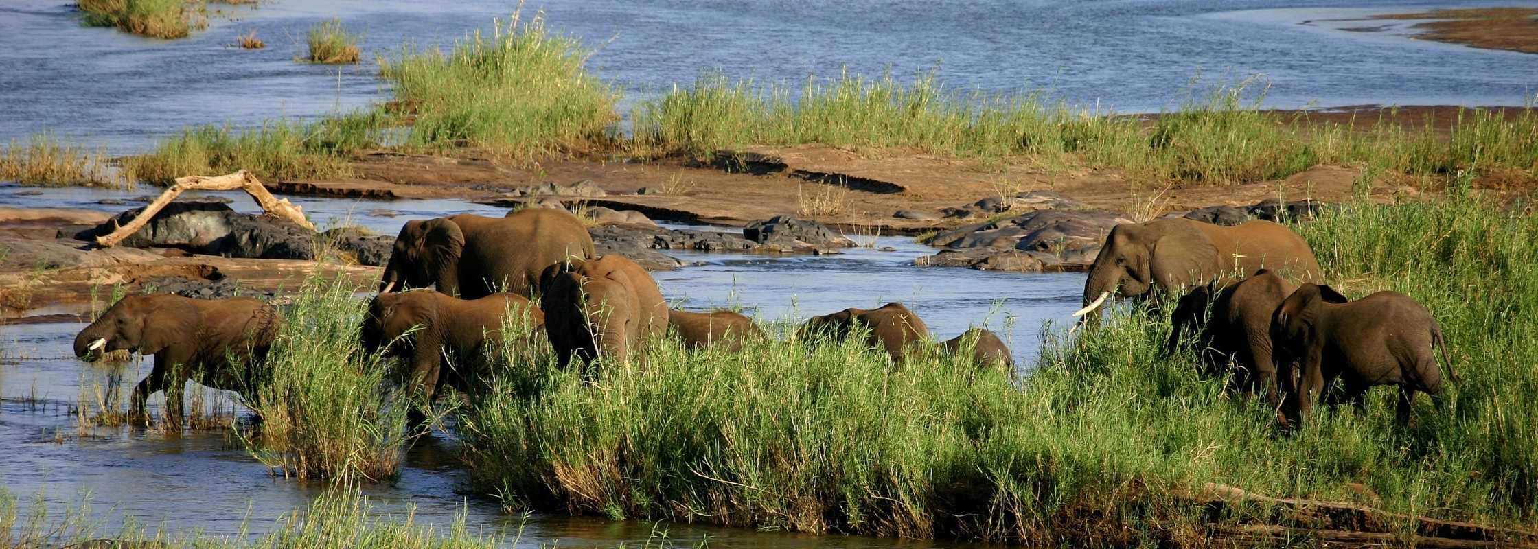 Elephants crossing a river in the lush green summer season in Kruger National Park