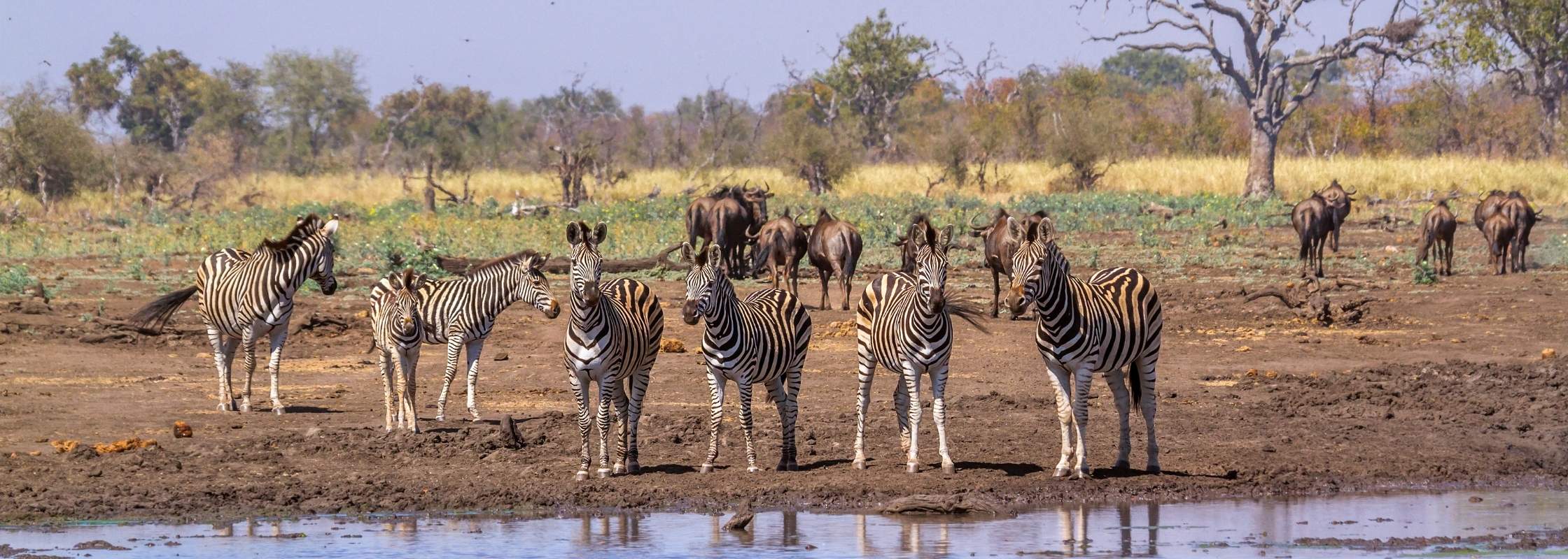 Zebra herd in Kruger National Park landscape
